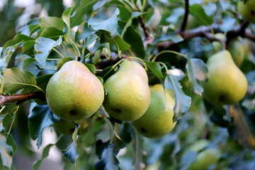 Green pears hanging on a tree branch. Pear tree in the autumn orchard