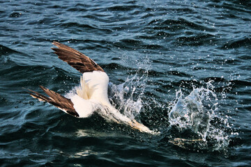 A Gannet in flight