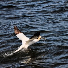 Gannet in flight at Bempton Cliffs