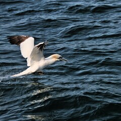 Gannet in flight at Bempton Cliffs