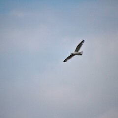 seagull in flight