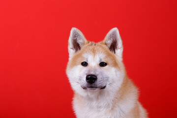 Portrait of nine months old japanese akita inu over red wall background. Happy and funny big breed dog on christmas red background. Close up, copy space.