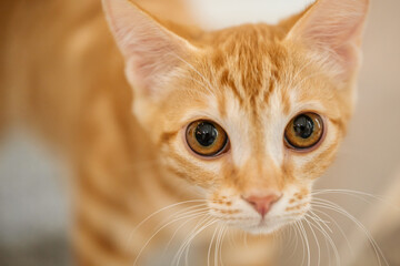 Closeup on curious ginger tabby young cat