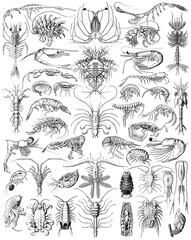 Crustaceans collection - vintage engraved illustration from Larousse du xxe siècle