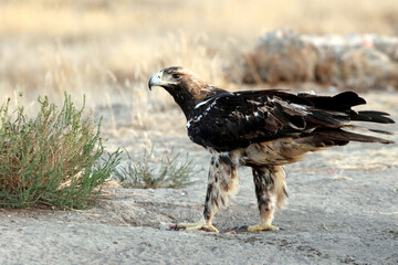 Spanish Imperial Eagle five years old female with the first lights of the morning