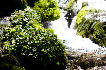 Moss and waterfall in the valley, Moss Valley