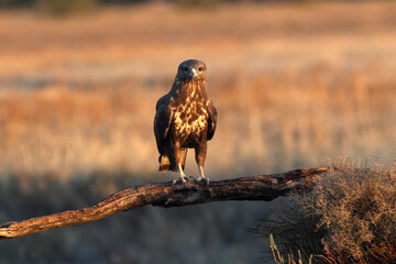 Common buzzard with the first light of day