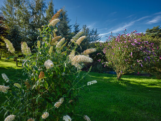 Obraz premium White Buddleia glows in the late evening sunshine on the moorland smallholding at 900ft in Nidderdale