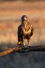 Common buzzard with the first light of day