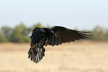 Common raven flying with the first light of day