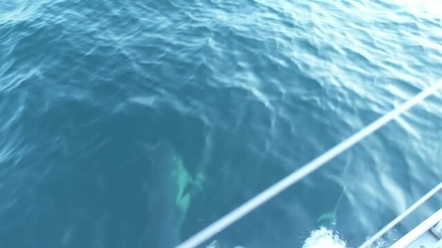 Playful dolphins in Lyme Bay UK playing around the bow wave of a sailing boat with audio. Shot at 50fps so you can also create smooth slow motion too.