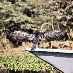 A view of a Cormorant