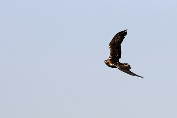 Spanish Imperial Eagle adult male flying with the first light of day