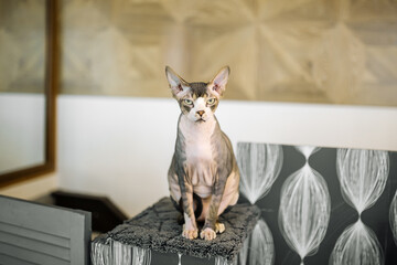 Sphynx cat sitting on a grey mat