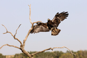 Spanish Imperial Eagle adult male flying with the first light of day