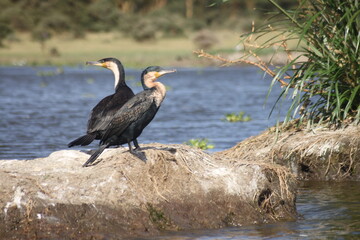 A view of a Cormorant
