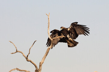 Spanish Imperial Eagle male flying with the first lights of the morning