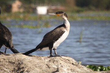 A view of a Cormorant