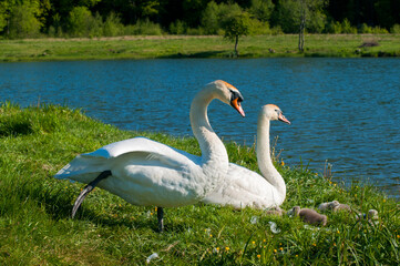 pair of swans with little swans