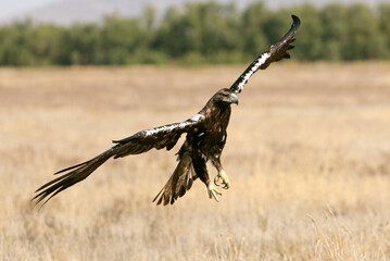 Spanish Imperial Eagle adult male flying with the first light of day