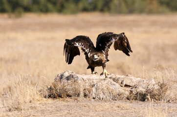 Spanish Imperial Eagle five years old female with the first light of day