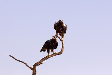 Spanish Imperial Eagle 5 year old female and adult male at first light of day