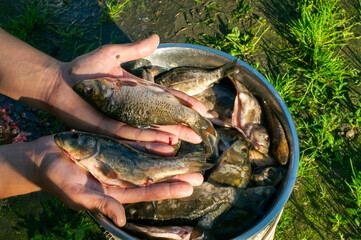 Fresh raw unpeeled freshwater carp in a bowl