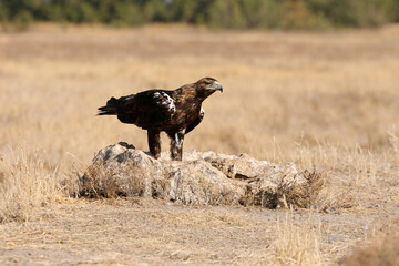 Spanish Imperial Eagle adult male with the first light of day