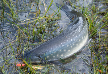 Just catched salmon fish on the shore