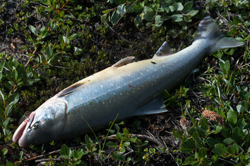 Just catched salmon fish on the shore