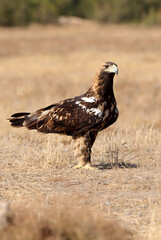 Spanish Imperial Eagle five years old female with the first light of day