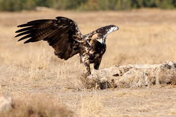 Spanish Imperial Eagle five years old female with the first light of day