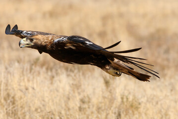 Spanish Imperial Eagle adult male flying with the first light of day