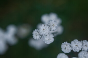  closeup of small white flowers