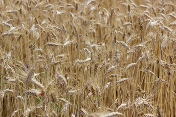 Fototapeta premium épis de blé dans un champ Bio