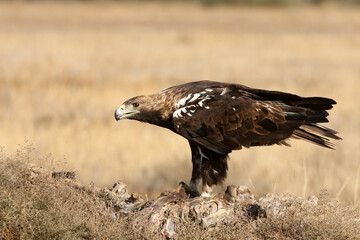 Spanish Imperial Eagle adult male with the first light of day