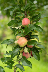 Apple tree after rain with fruits on branches