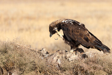 Spanish Imperial Eagle adult male with the first light of day