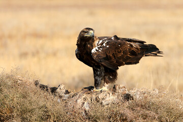 Spanish Imperial Eagle adult male with the first light of day