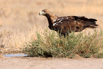 Spanish Imperial Eagle adult male with the first light of day