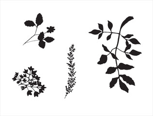 Obraz na płótnie Canvas Branches and leaves set. Black silhouettes isolated on white background. Vector and stock graphics. Hand drawing.