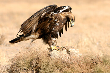 Spanish Imperial Eagle adult male flying with the first light of day
