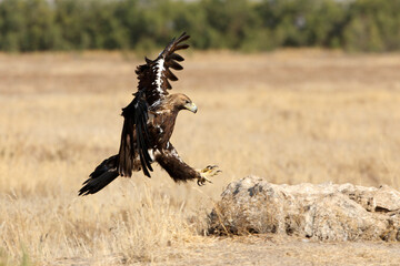 Spanish Imperial Eagle male flying with the first lights of the morning