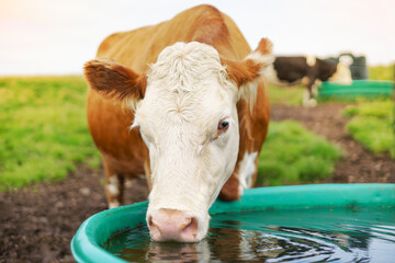 Portrait of a cow drinking water and looking at the camera outside on a farm during the day