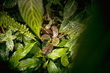 Various exotic plants in a botanical garden, closed greenhouse.