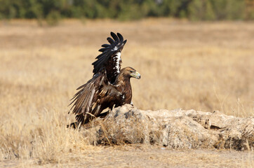 Spanish Imperial Eagle adult male flying with the first light of day