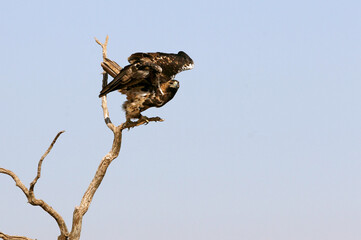 Spanish Imperial Eagle adult male flying with the first light of day