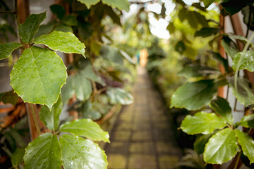 Various exotic plants in a botanical garden, closed greenhouse.