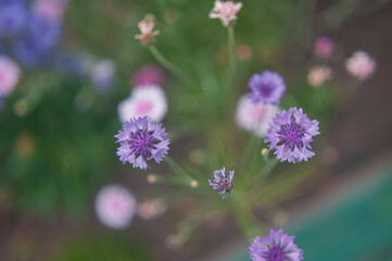  one cornflower is large. Closeup of a field flower cornflower