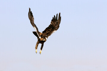Five years ild female of Spanish Imperial Eagle flying with the first light of day